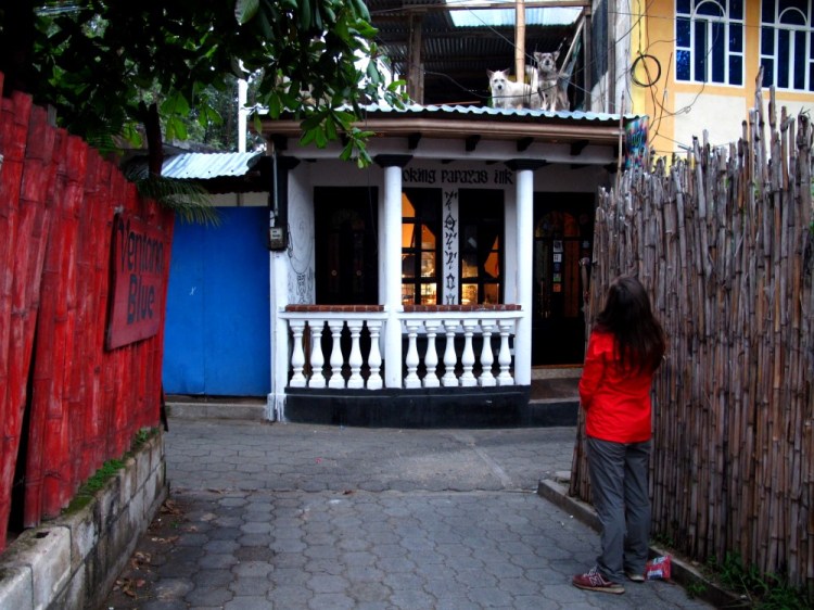 1051 san pedro atitlan dogs