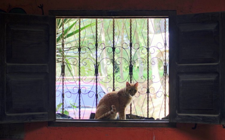 1064 chairman meow comalapa