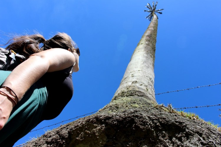 1479 Salento Colombia