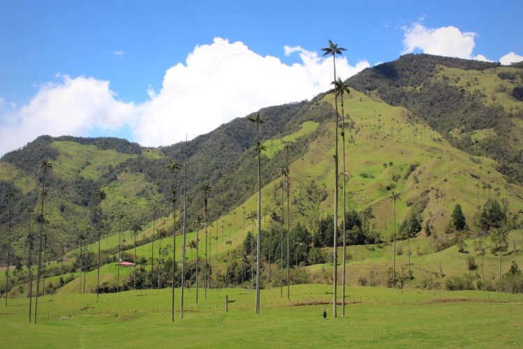 1481 Salento Colombia