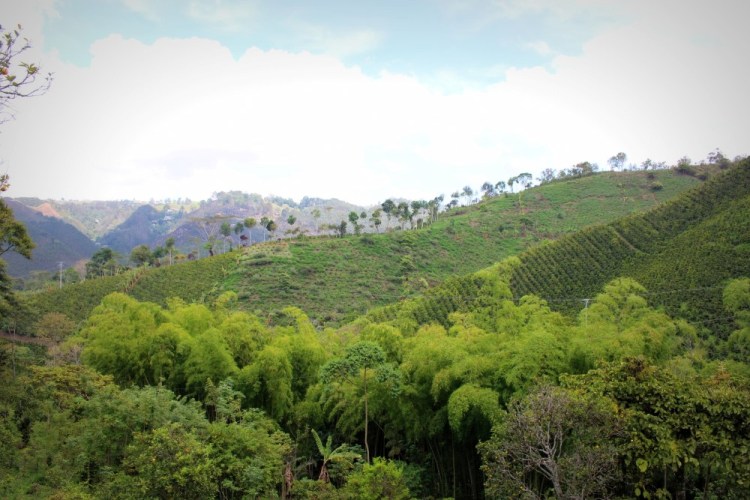 1496 Salento Colombia