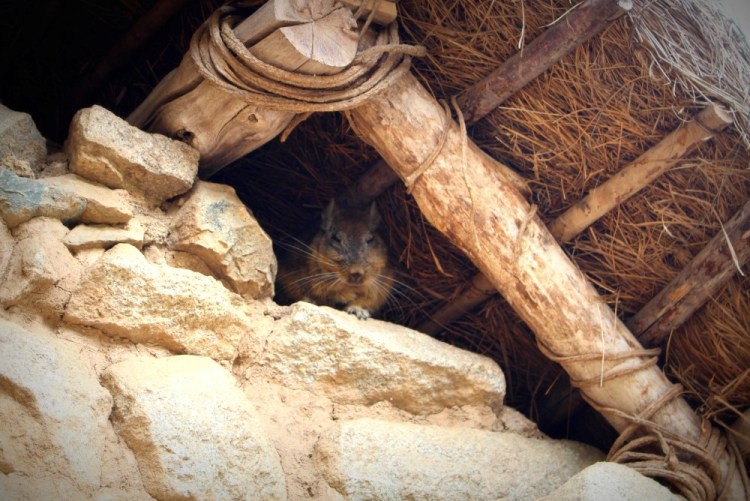 1765 Machu Picchu Peru
