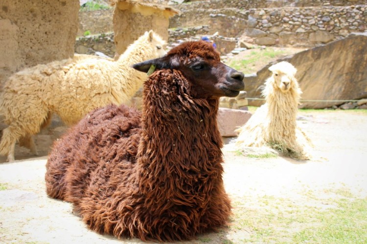 1799 Ollantaytambo Peru