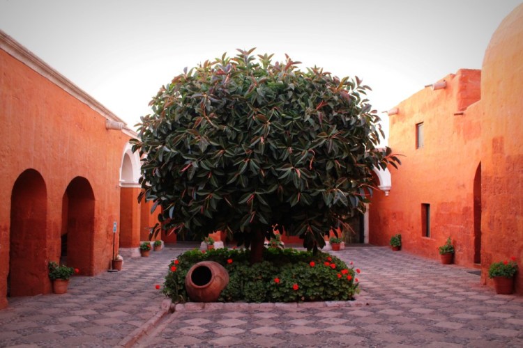 1947 Arequipa Santa Catalina tree