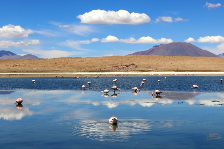 2163 Uyuni Salt Flats Bolivia Laguna Cañapa