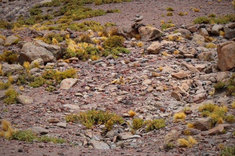 2167 Uyuni Salt Flats Bolivia Laguna Honda Fox