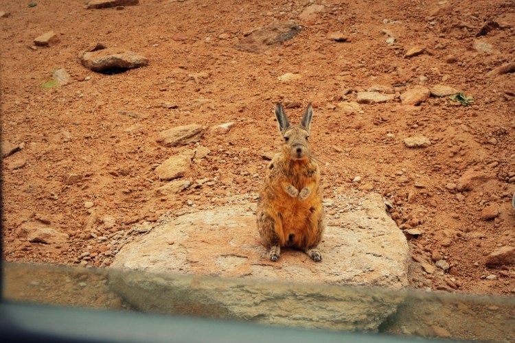 2169 Uyuni Salt Flats Bolivia Desierto de Siloli