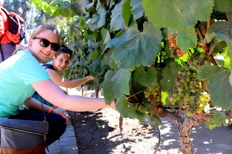 2342 Santiago Chile Concha y Toro