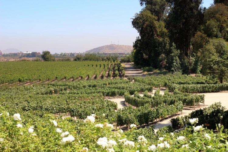 2345 Santiago Chile Concha y Toro