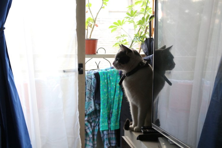 2362 Santiago Chile Ringo cat