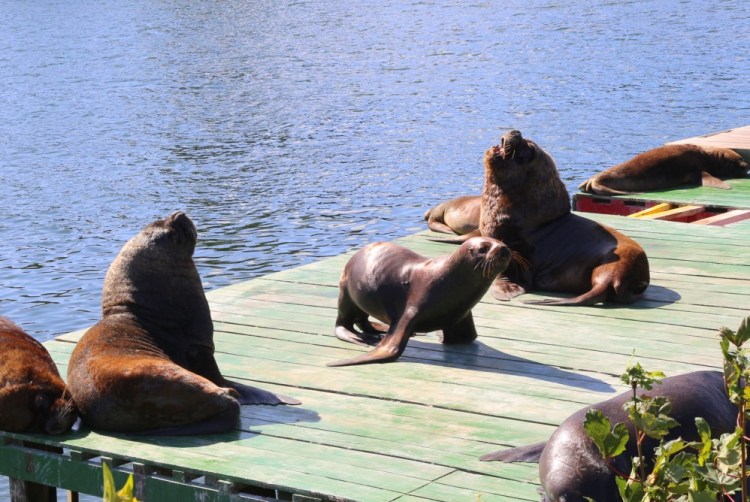 2365 Valdivia Chile sea lions