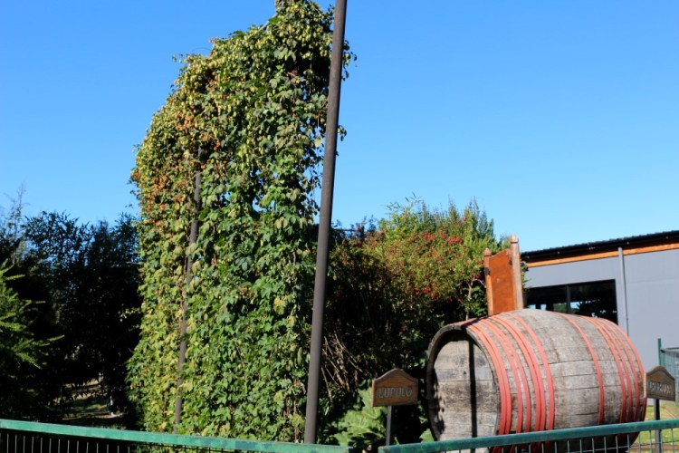 2378 Valdivia Chile Kunstmann brewery hops