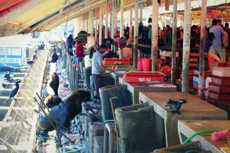 2385 Valdivia Chile feria fluvial fish market