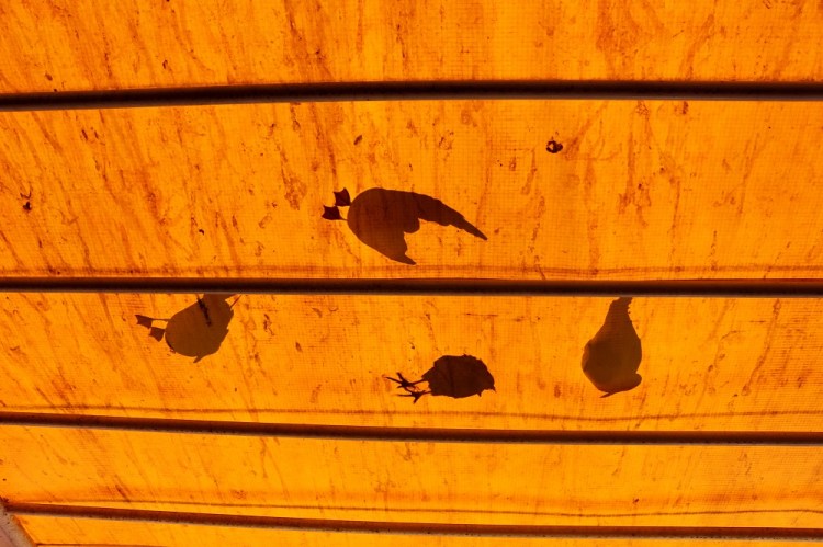 2388 Valdivia Chile Feria Fluvial Fish Market