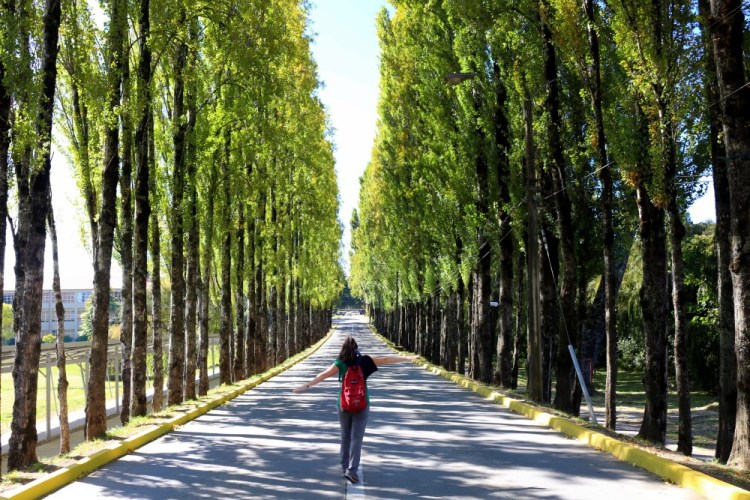 2391 Valdivia Chile botanical garden