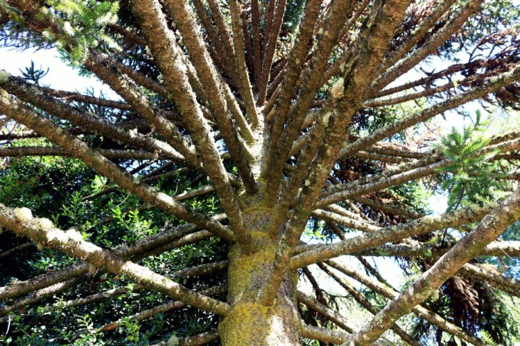 2393 Valdivia Chile botanical garden Araucaria angustifolia