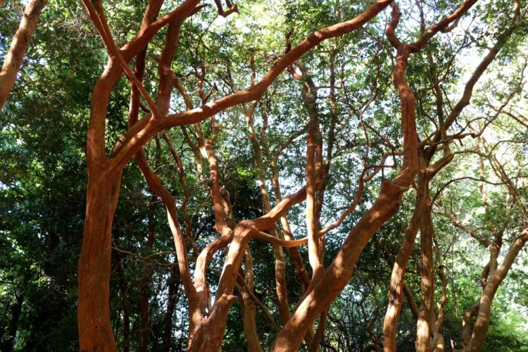 2394 Valdivia Chile botanical garden