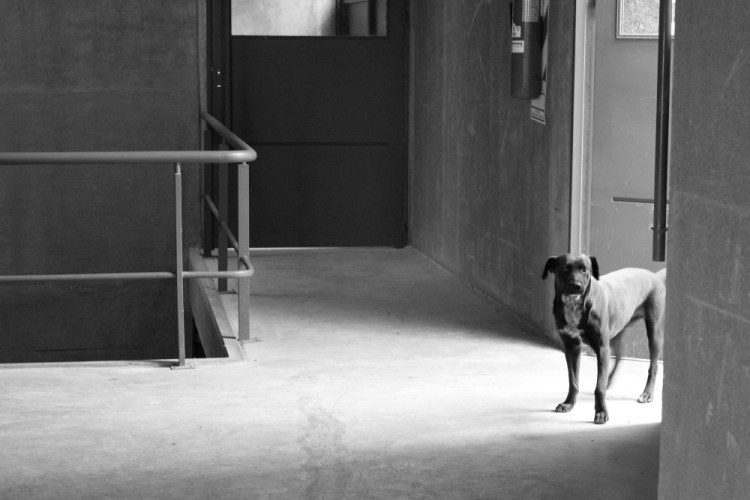 2457 Wine tour Ampora UCO Valley Atamisque pups