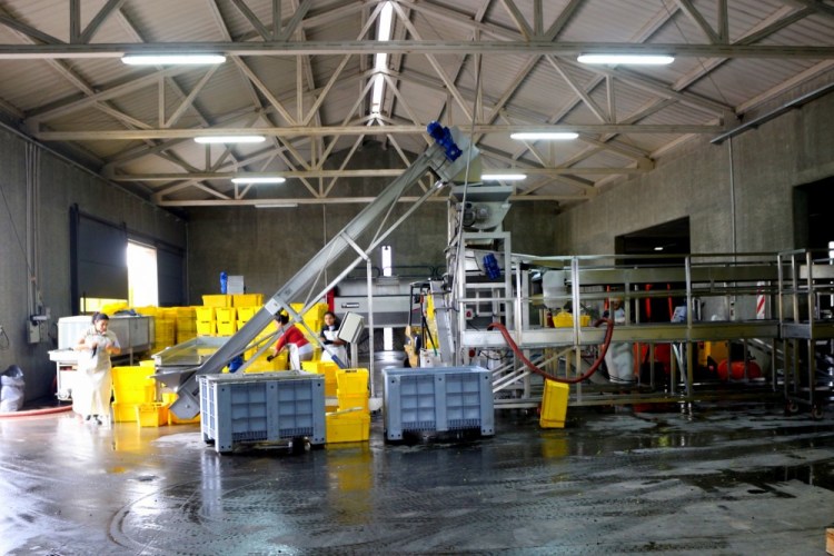 2458 Wine tour Ampora UCO Valley Atamisque pups