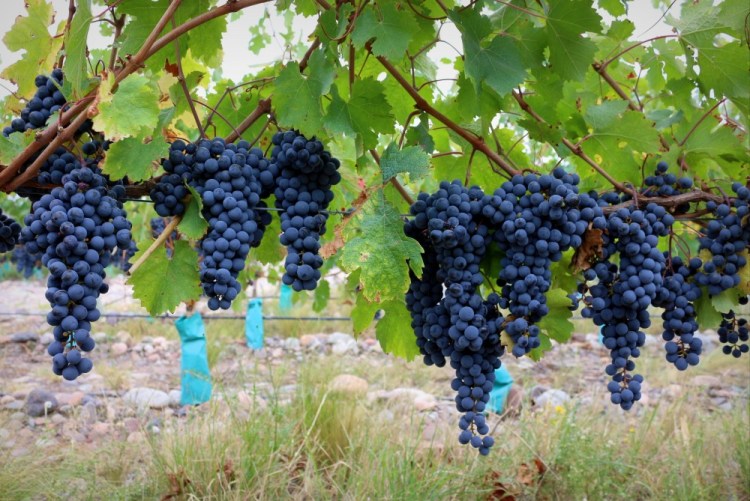 2472 Wine tour Ampora UCO Valley Gimenez y Riili