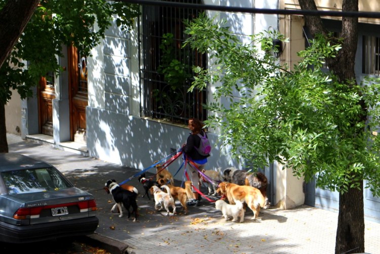 2512 Buenos Aires Argentina Palermo Dog walker