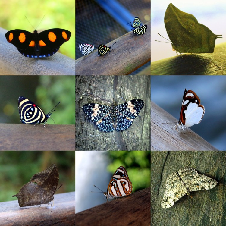 2567 Iguazu Falls Argentina garganta del diablo butterflies