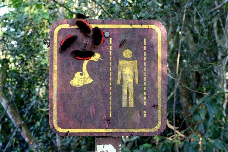 2593 Iguazu Falls Argentina garganta del diablo butterflies