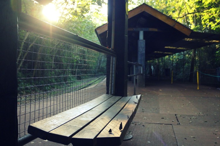 2595 Iguazu Falls Argentina butterflies