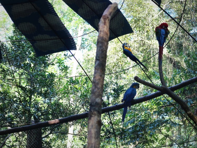 2614 Puerto Iguazu Guira Oga macaw