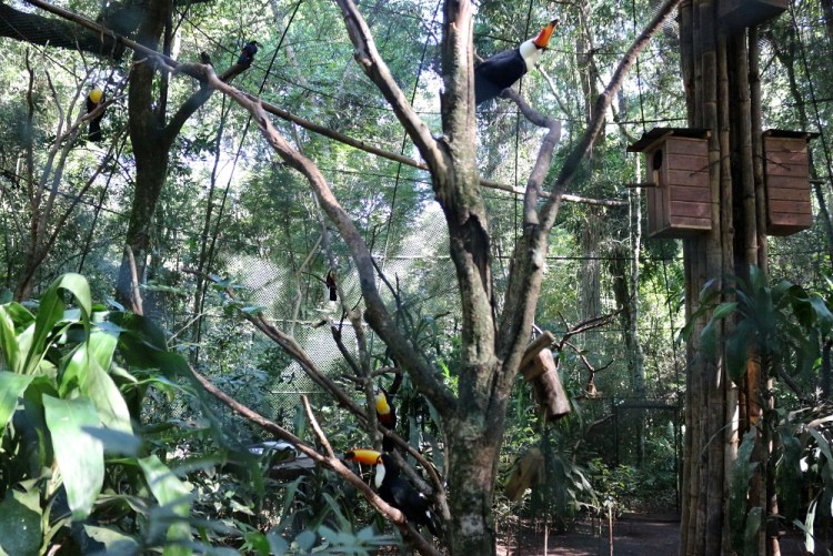 2615 Puerto Iguazu Argentina Guira Oga tucans