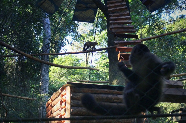 2616 Puerto Iguazu Argentina Guira Oga Capuchin monkey
