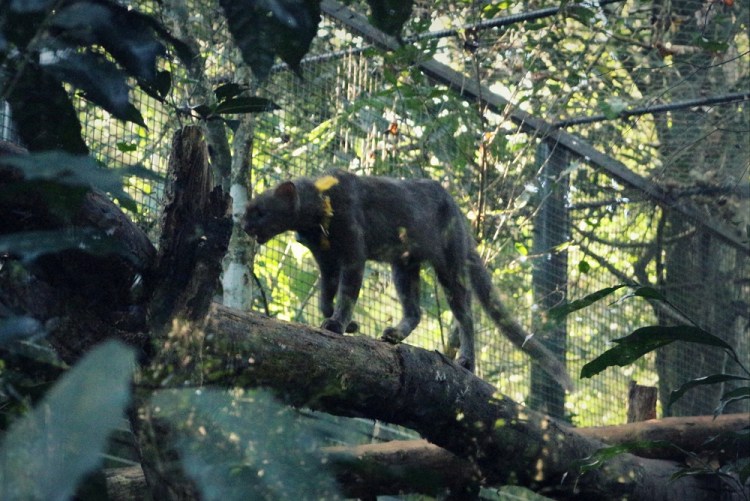 2617 Puerto Iguazu Argentina Guira Oga little jaguar