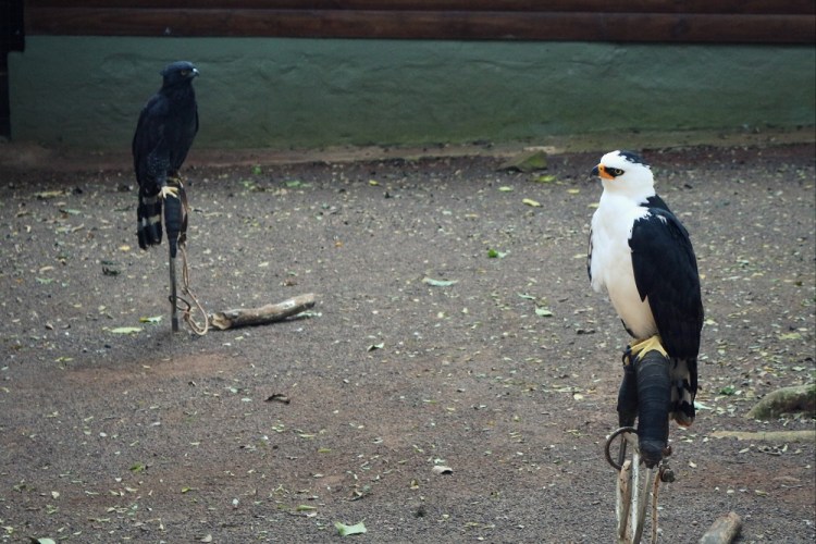 2618 Puerto Iguazu Argentina Guira Oga eagle