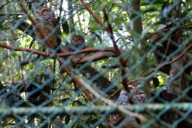 2619 Puerto Iguazu Argentina Guira Oga owl