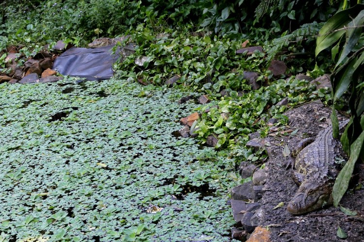 2620 Puerto Iguazu Argentina Guira Oga aligators