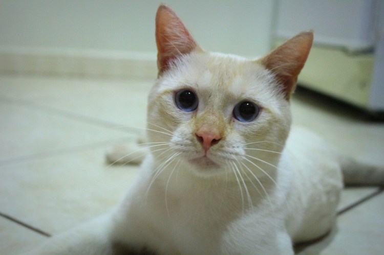 2626 Puerto Iguazu Argentina Guira Oga hito tres fronteras