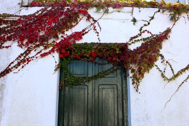 2675 Colonia Uruguay vines