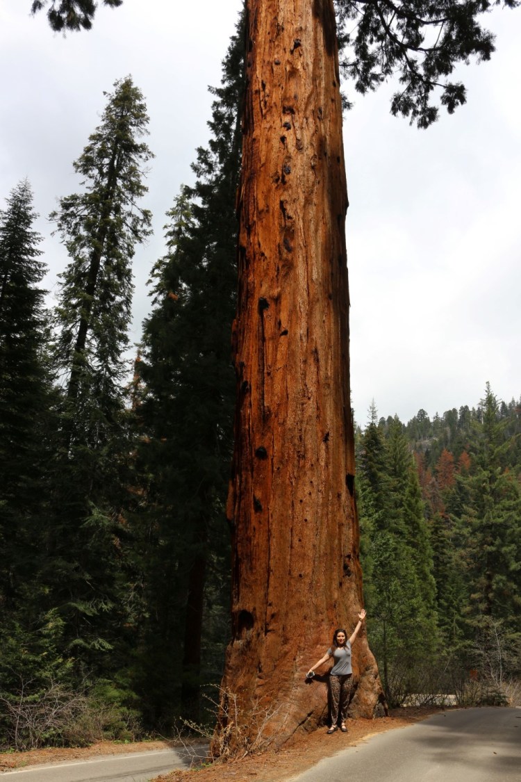2731 sequoia national park california