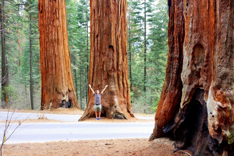 2732 sequoia national park california