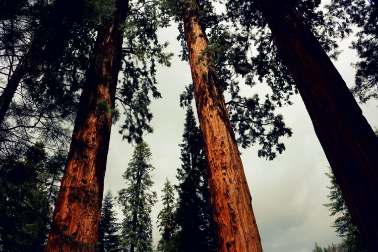 2733 sequoia national park california