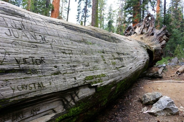 2737 sequoia national park california