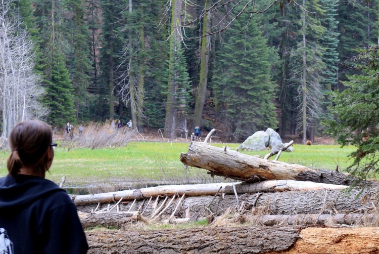 2738 sequoia national park california black bear