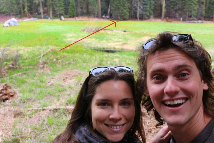 2739 sequoia national park california black bear