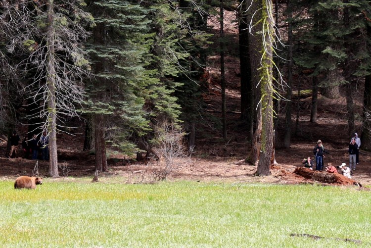 2740 sequoia national park california black bear