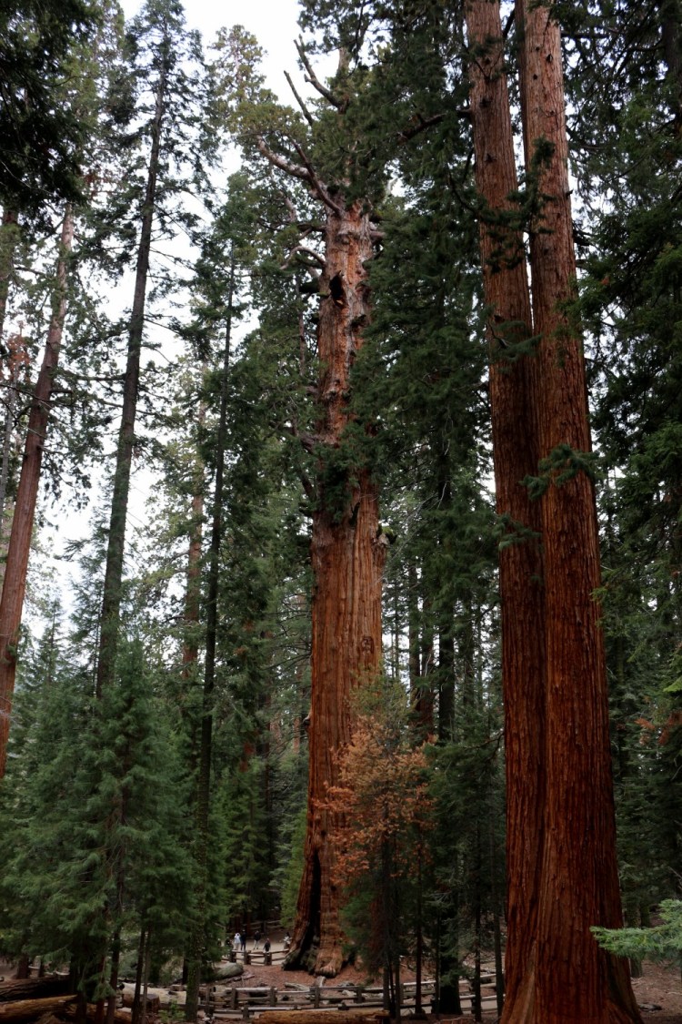 2742 sequoia national park california