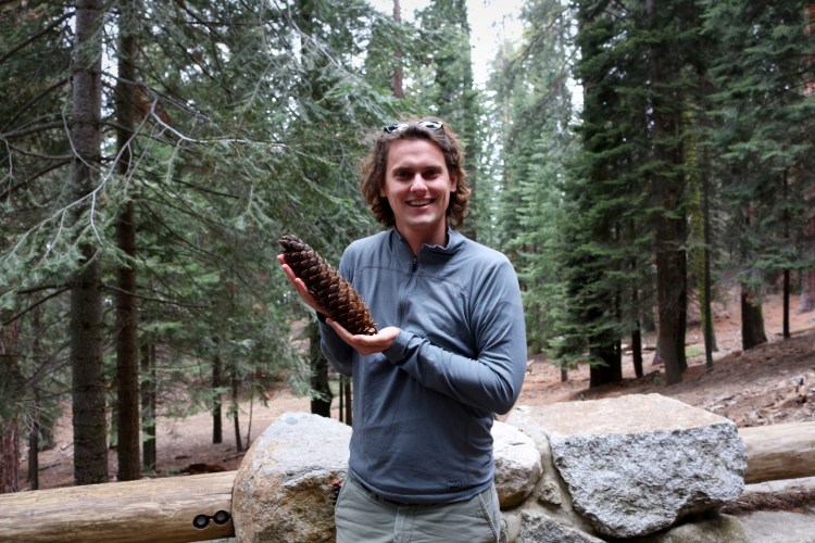 2743 sequoia national park california