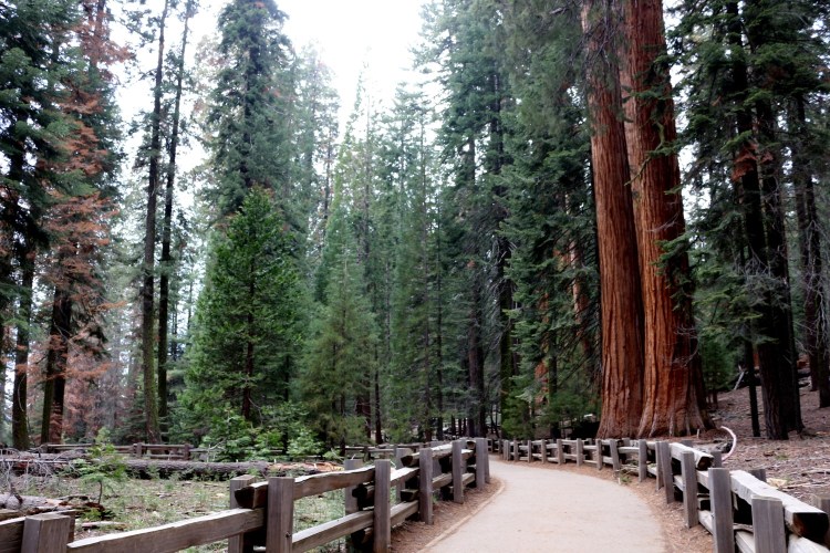 2744 sequoia national park california