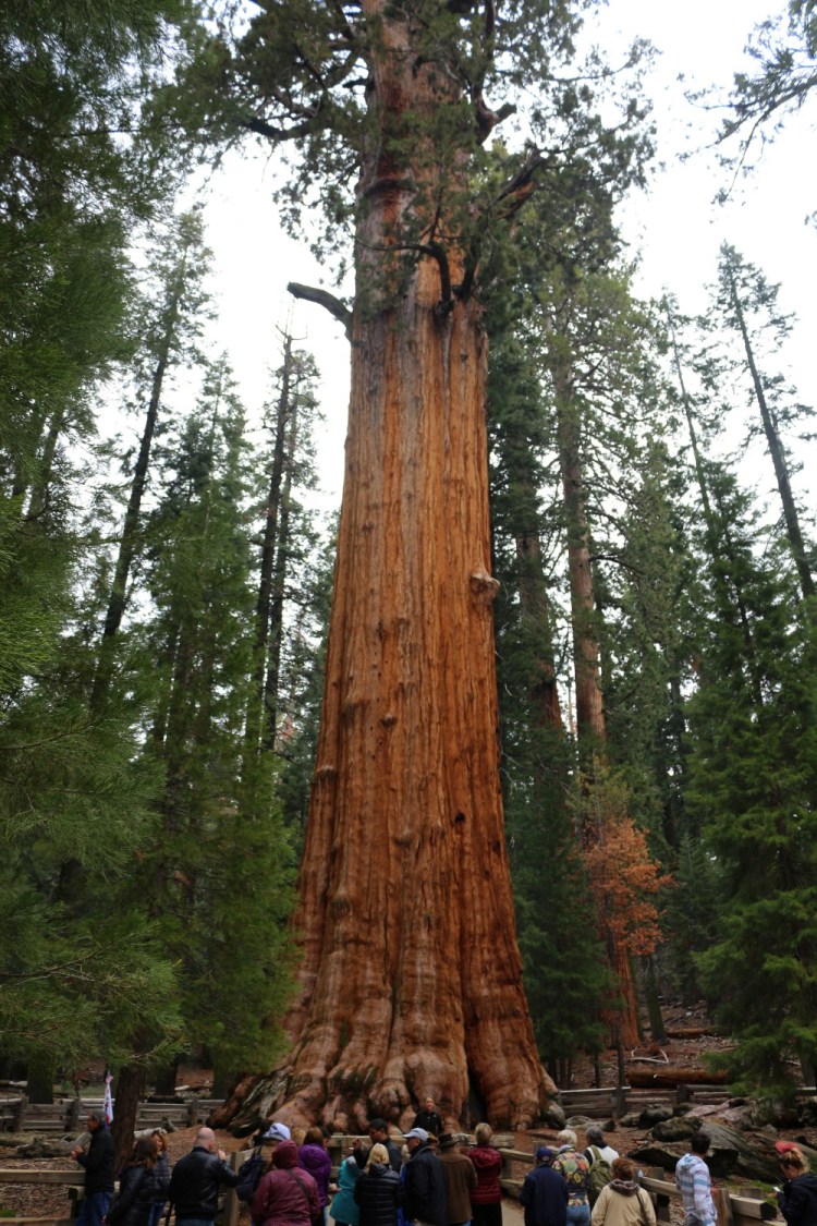 2746 sequoia national park california general grant