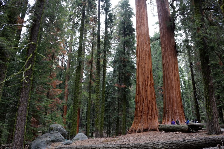 2749 sequoia national park california tough twins