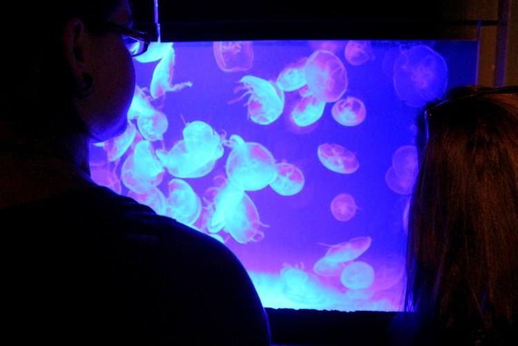 2785 Natural Scienes Museum Los Angeles California jellyfish